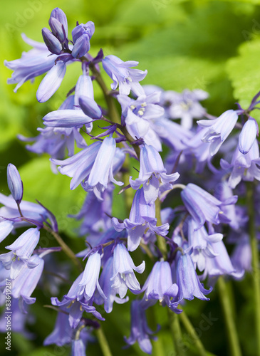 Hybrid Bluebell blossoms photo