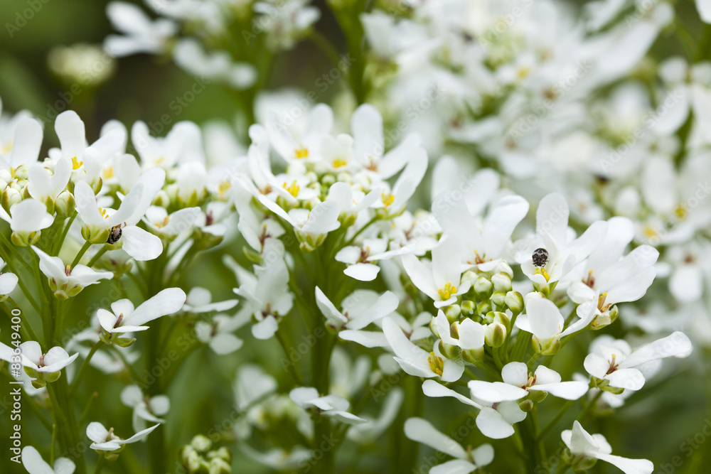 Candytuft Candytuft