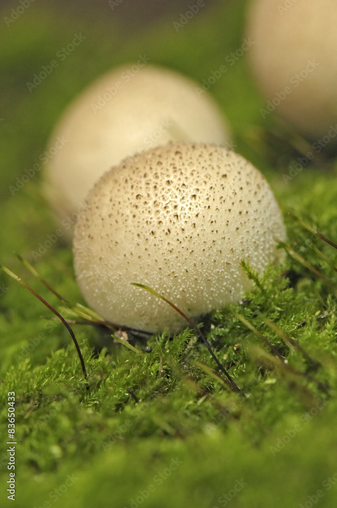 Puffball mushrooms in the forest mushrooms median strip europe Puffball mushrooms in the forest mushrooms median strip europe