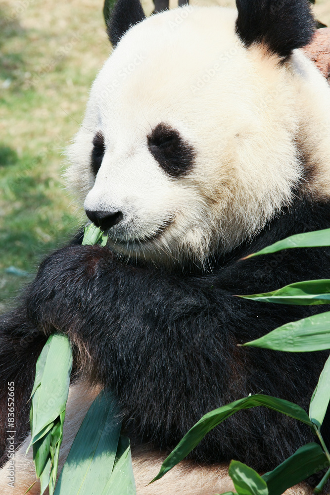 Obraz premium Panda eating bamboo