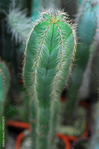 mini cactus from top view