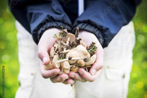 Child Hands Holding Edible Mushrooms photo