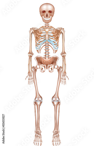 Human skeleton