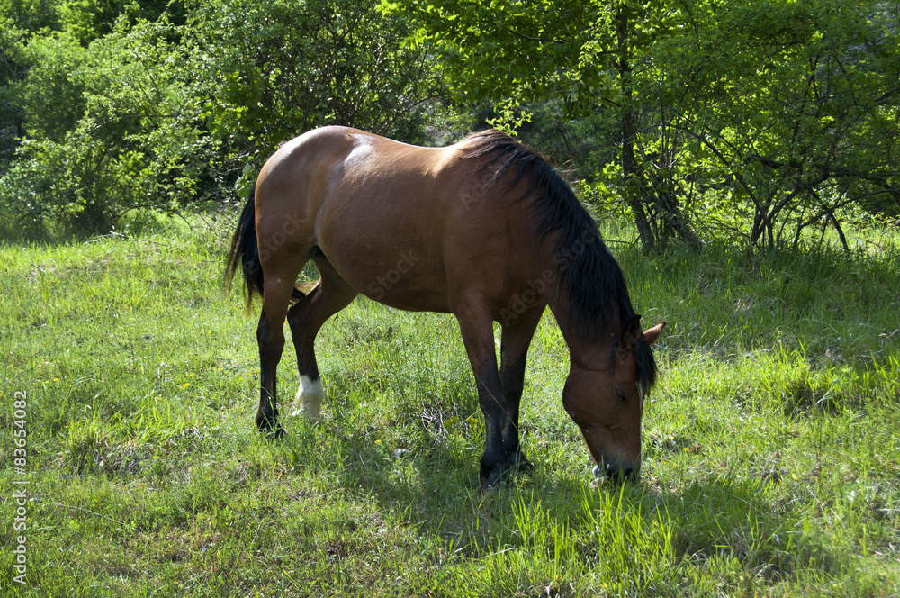 The horse grazes free in the woods The horse grazes free in the woods