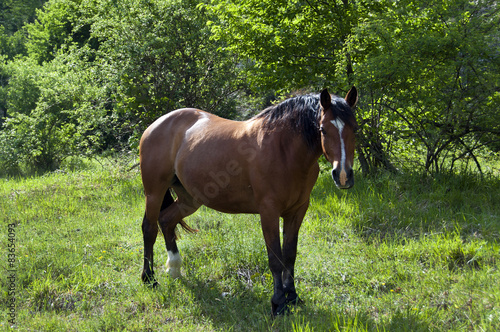 The horse grazes free in the woods