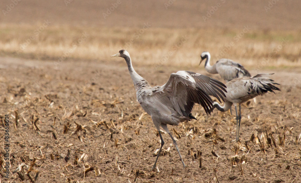 Naklejka premium Common cranes in the field