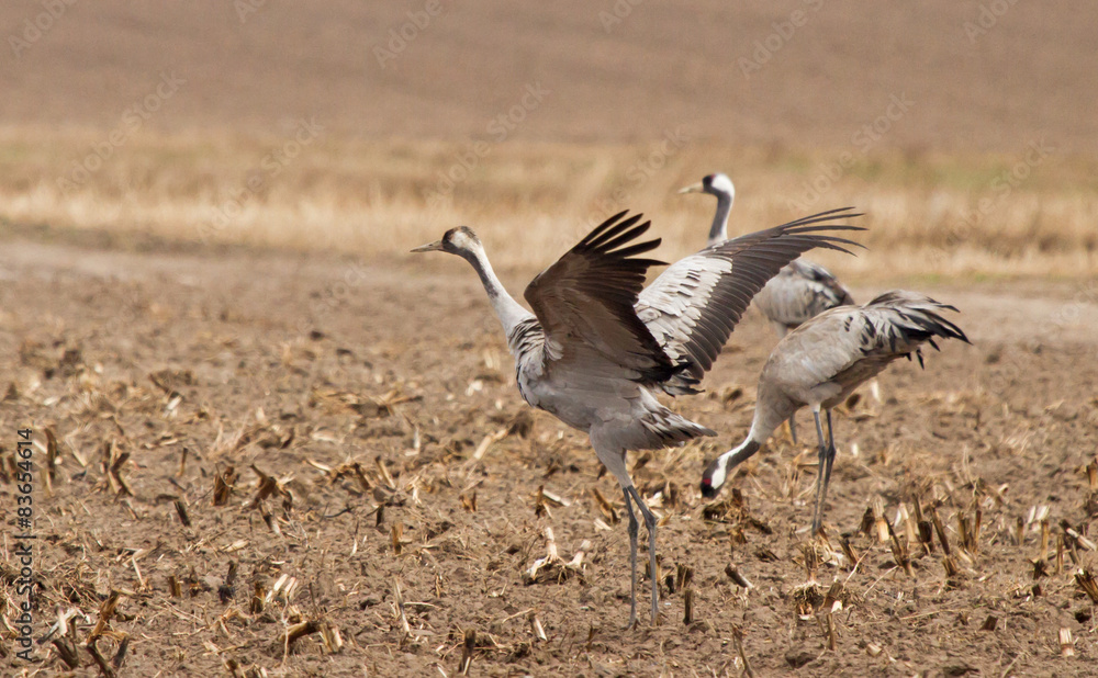 Obraz premium Common cranes in the field