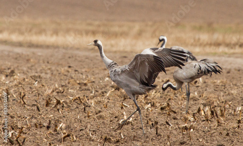 Common cranes in the field © Vitaly Ilyasov