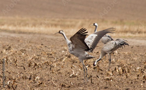 Common cranes in the field © Vitaly Ilyasov