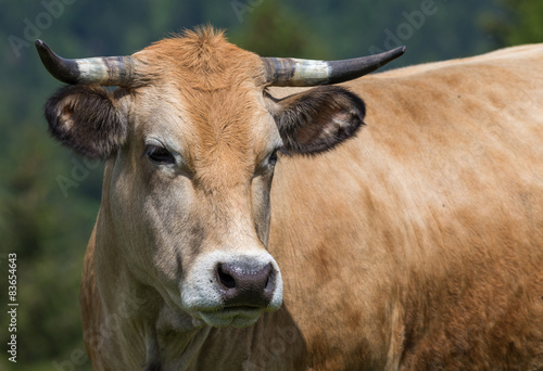 vache de race Aubrac photo