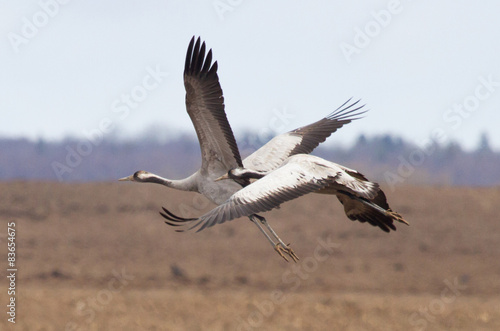 Common cranes in flight © Vitaly Ilyasov