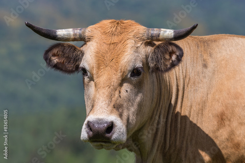 vache de race Aubrac