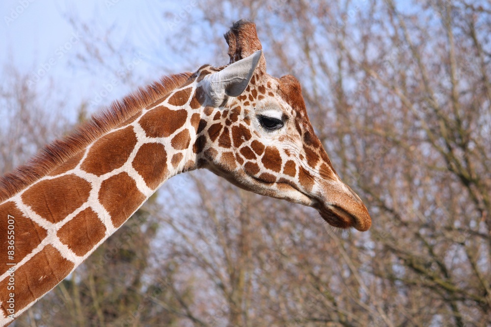 Giraffe in zoo in Wroclaw, Poland Giraffe in zoo in Wroclaw, Poland