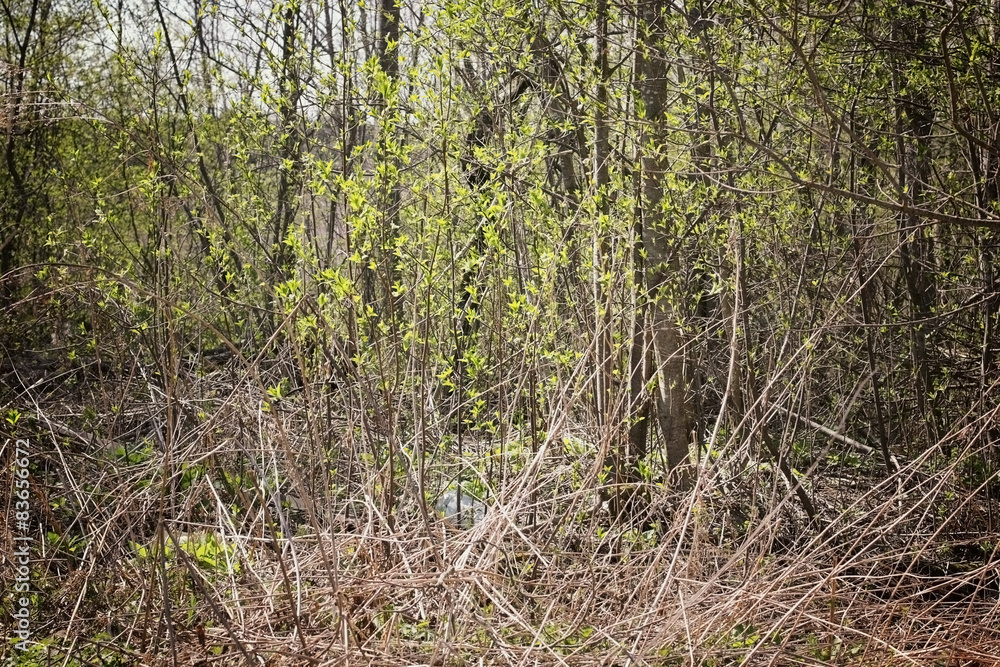thicket in the woods thicket in the woods