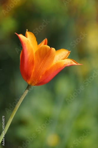 Beautiful tulips on blurred background