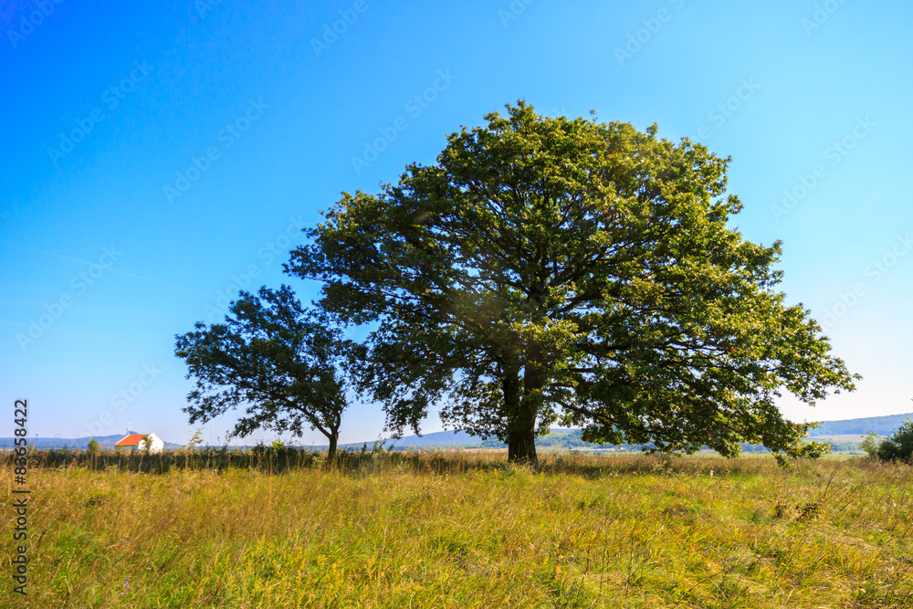 Lonely oak tree on the meadow Lonely oak tree on the meadow
