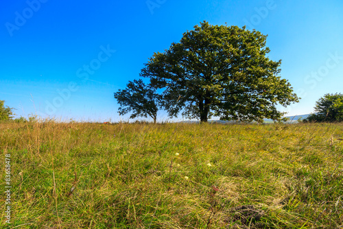 Lonely oak tree on the meadow