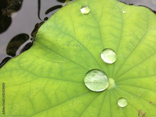 Drops water on green lotus leaf texture in garden's pond