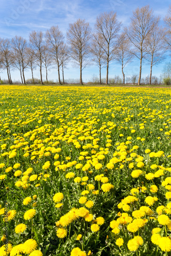Field of yellow dandelions in meadow  with trees  on background