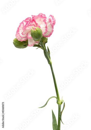 vareigated carnation flowers