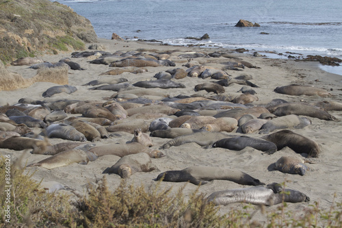 elephant seals on beach