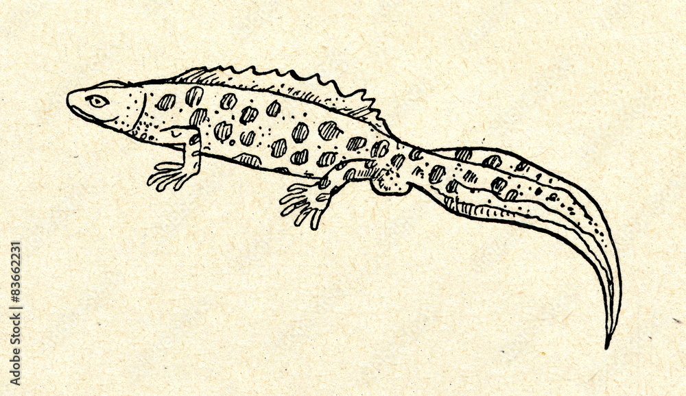 Northern crested newt (Triturus cristatus)