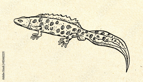 Obraz na płótnie Northern crested newt (Triturus cristatus) w salonie
