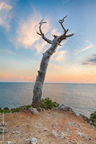 Abstract seascape. Dry snag in the cliff © lena_serditova
