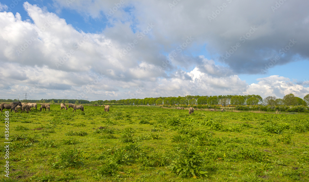 Herd of horses in nature under a blue cloudy sky
