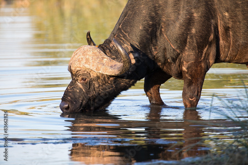 Thirsty Cape buffalo bull drinking water from pond