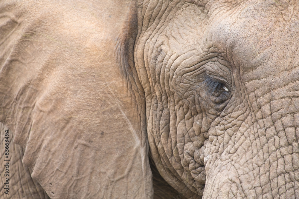 Fototapeta premium Elephant head and eye close-up detail