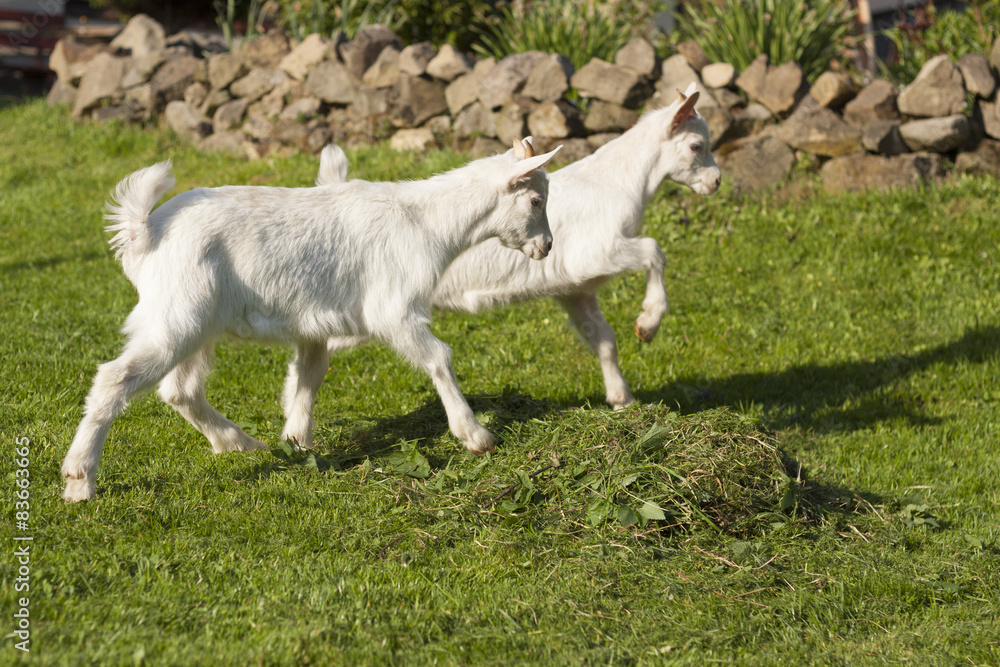 A white baby goat against grass A white baby goat against grass