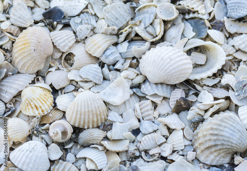 Crack and damage shells on beach.