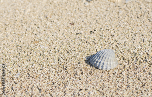 Shell on beach.