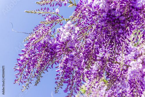  Whisteria blooms  