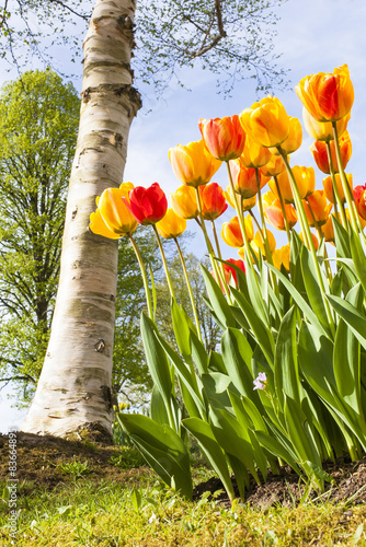 Fototapeta Naklejka Na Ścianę i Meble -  Beauty of Apeldoorn tulips