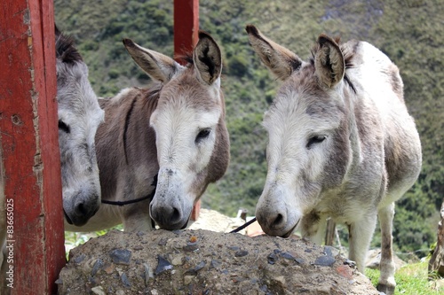 Peru - osły