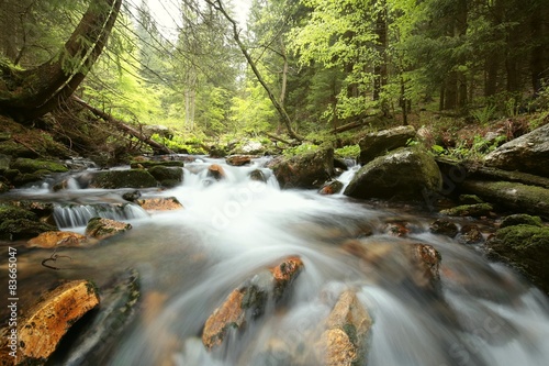 Forest stream in the valley flowing from the mountains © Aniszewski