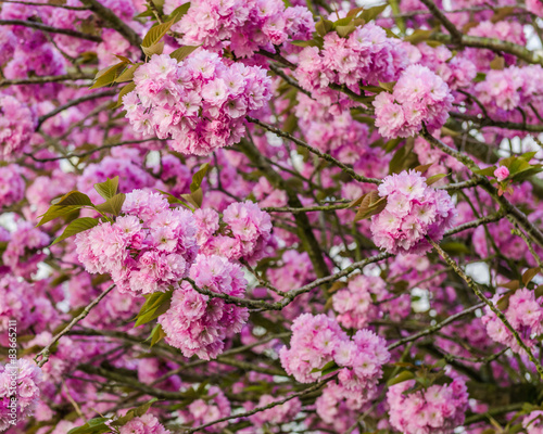 cherry blossoms © kamira