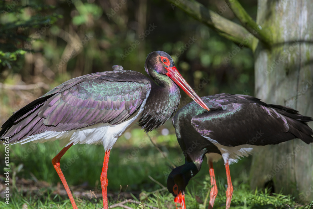 Fototapeta premium pair of black storks - Ciconia nigra