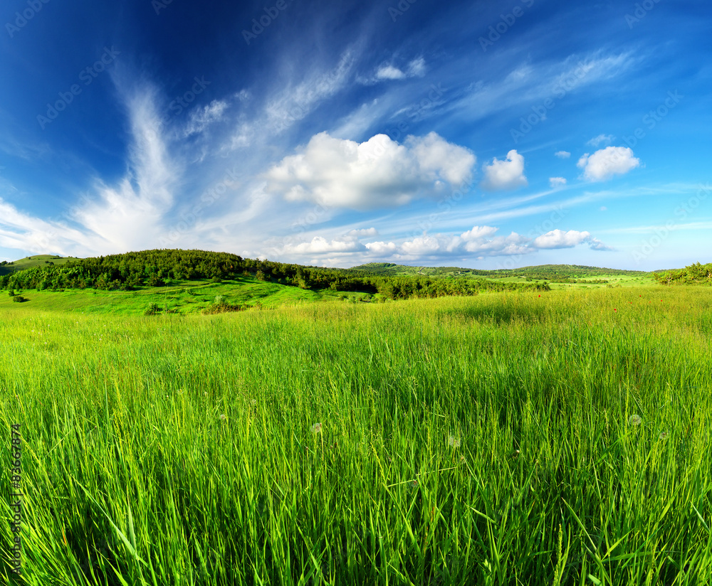 Fototapeta premium Green field and sky with clouds. Beautiful summer landscape