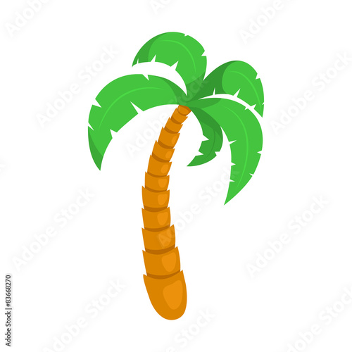 Tropical palm tree.