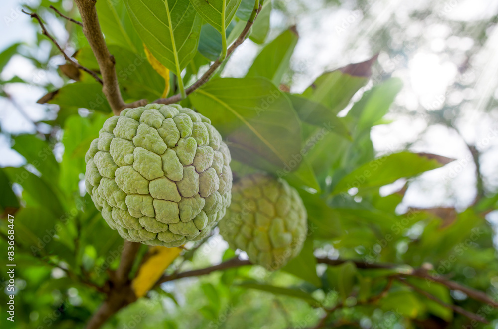 Fototapeta premium Custard Apple