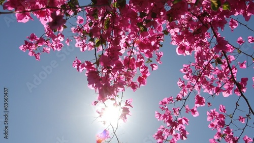 Pink Bougainvillea flower swaying in the sunshine