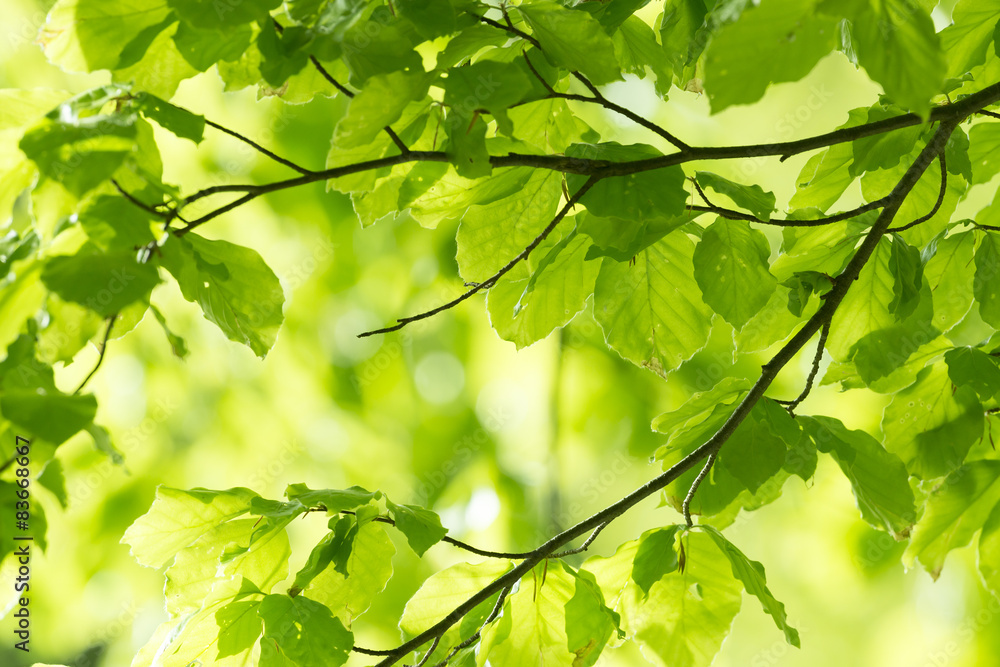 spring forest - fresh leaves and sun rays spring forest - fresh leaves and sun rays