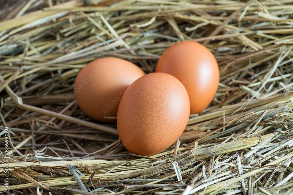 Eggs Eggs
