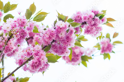Colorful flowers on a tree
