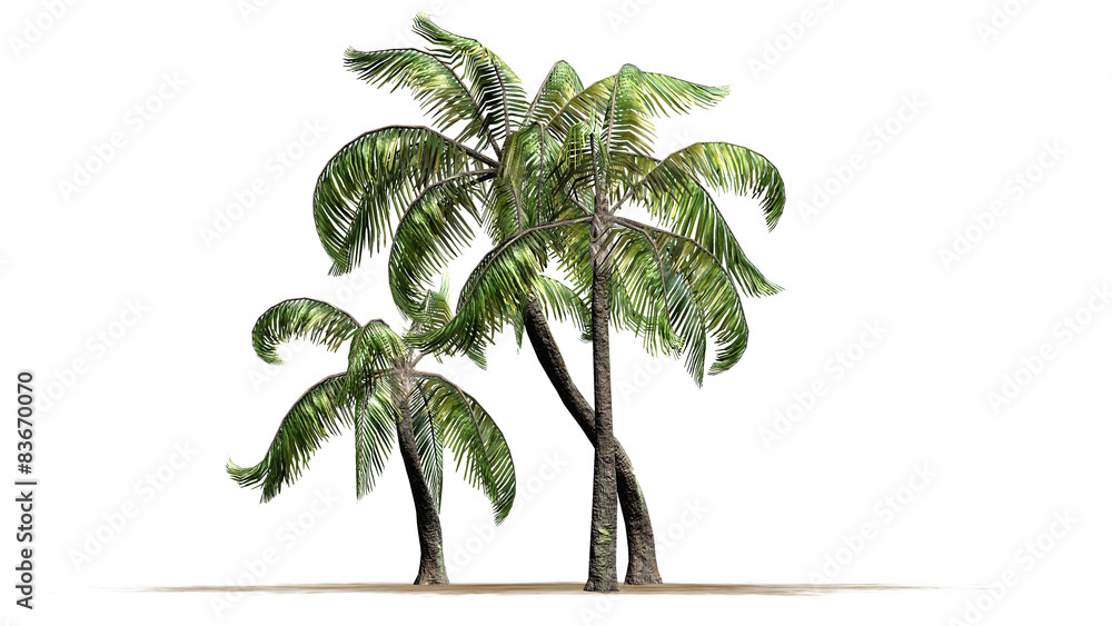 Sample Palm tree cluster - isolated on white background Stock Illustration  | Adobe Stock