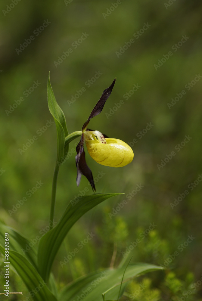 wilder Frauenschuh