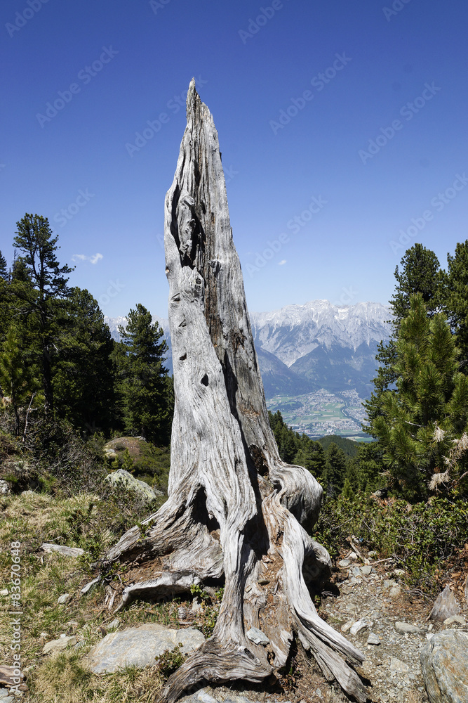 Zirbenstock